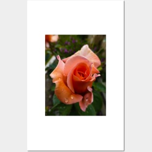 The Orange Rose with Dew Posters and Art